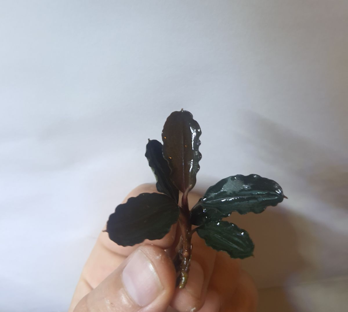 注目/珍品/レア/希少/貴重】瑞穂炭坑事務所発行 炭鉱札 一量五拾斤