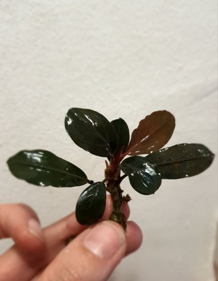せ*ね様 TB便‼️Bucephalandra sp dark gray① ひ*ー様 Bucephalandra sp. 
